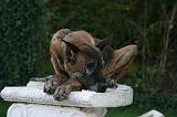 DOGUE ALLEMAND 903